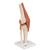 Modelo funcional de la articulación de la rodilla de lujo - 3B Smart Anatomy, 1000164 [A82/1], Modelos de Articulaciones (Small)