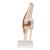 Funktionales Kniegelenkmodell "Luxus" mit Bändern - 3B Smart Anatomy, 1000164 [A82/1], Gelenkmodelle (Small)