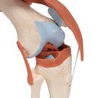 Functional Human Knee Joint Model with Ligaments & Marked Cartilage, 1000164 [A82/1], Joint Models (Small)