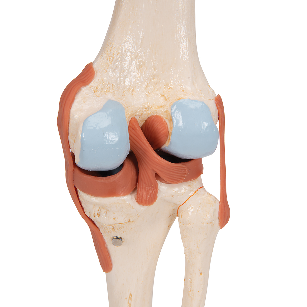 Lebensgroße menschliche Odontologia Kniegelenk Modell Anatomie Lernwerkzeug 