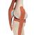 Functional Human Knee Joint Model with Ligaments & Marked Cartilage - 3B Smart Anatomy, 1000164 [A82/1], Joint Models (Small)