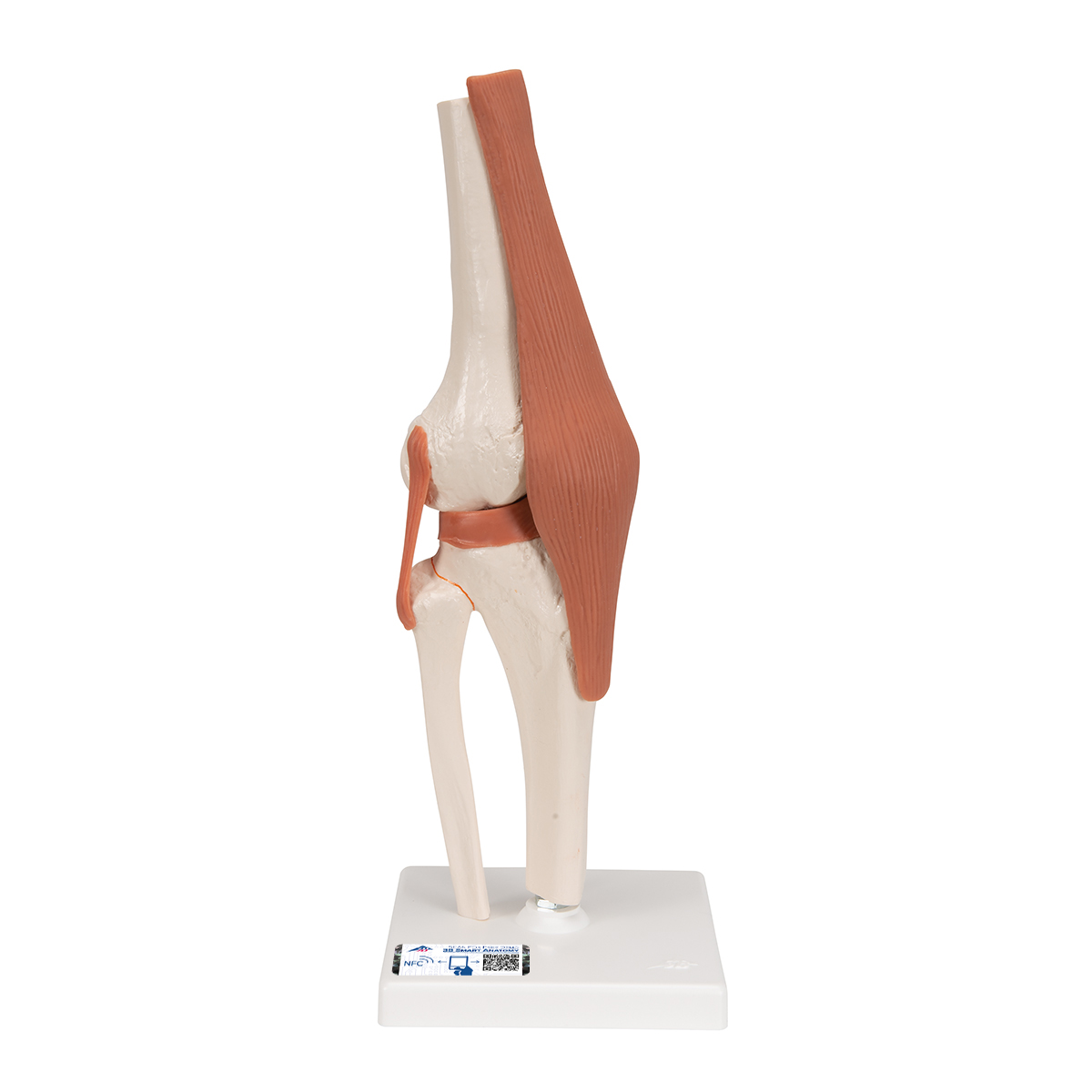 Human Knee Joint Model with Ligaments Anatomical Life Size Skeleton Model 