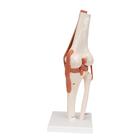 Articulaci&oacute;n de la Rodilla - Modelo Funcional, 1000163 [A82], Modelos de Articulaciones (Small)