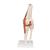 功能型膝关节模型 - 3B Smart Anatomy, 1000163 [A82], 关节模型 (Small)
