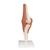 Функциональная модель коленного сустава - 3B Smart Anatomy, 1000163 [A82], Модели суставов, кисти и стопы человека (Small)