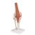 무릎 관절(슬관절) 모형 Functional Knee Joint - 3B Smart Anatomy, 1000163 [A82], 관절 모형 (Small)