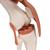 Functional Human Knee Joint Model with Ligaments - 3B Smart Anatomy, 1000163 [A82], Joint Models (Small)