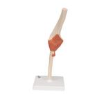 Functional Human Elbow Joint Model with Ligaments & Marked Cartilage, 1000166 [A83/1], Joint Models (Small)