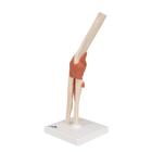 Functional Human Elbow Joint Model with Ligaments & Marked Cartilage, 1000166 [A83/1], Joint Models (Small)