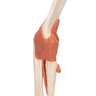 Functional Human Elbow Joint Model with Ligaments & Marked Cartilage, 1000166 [A83/1], Joint Models (Small)
