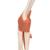 고급형 팔꿈치 관절(주관절) 모형
Deluxe Functional Elbow Joint Model - 3B Smart Anatomy, 1000166 [A83/1], 관절 모형 (Small)