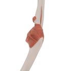 Funktionales Ellenbogengelenkmodell, 1000165 [A83], Gelenkmodelle (Small)