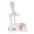 Mini Human Hip Joint Model with Cross Section - 3B Smart Anatomy, 1000168 [A84/1], Joint Models (Small)