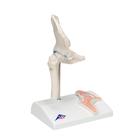 Mini Human Hip Joint Model with Cross Section, 1000168 [A84/1], Joint Models (Small)
