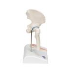 Mini Human Hip Joint Model with Cross Section, 1000168 [A84/1], Joint Models (Small)