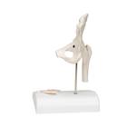 Mini Anatomie Modell H&uuml;ftgelenk, mit Querschnitt, 1000168 [A84/1], Gelenkmodelle (Small)