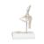 Mini Human Hip Joint Model with Cross Section - 3B Smart Anatomy, 1000168 [A84/1], Joint Models (Small)