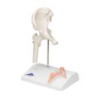 Mini Anatomie Modell H&uuml;ftgelenk, mit Querschnitt, 1000168 [A84/1], Gelenkmodelle (Small)