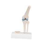 Mini Anatomie Modell Kniegelenk, mit Querschnitt, 1000170 [A85/1], Gelenkmodelle (Small)
