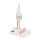Mini Human Knee Joint Model with Cross Section, 1000170 [A85/1], Joint Models (Small)