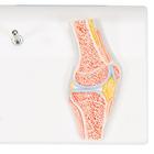 Mini Anatomie Modell Kniegelenk, mit Querschnitt, 1000170 [A85/1], Gelenkmodelle (Small)