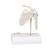 Mini Human Shoulder Joint Model with Coss Section, 1000172 [A86/1], Joint Models (Small)