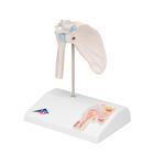 Mini Anatomie Modell Schultergelenk, mit Querschnitt - 3B Smart Anatomy, 1000172 [A86/1], Gelenkmodelle (Small)
