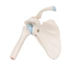 Mini Anatomie Modell Schultergelenk, mit Querschnitt - 3B Smart Anatomy, 1000172 [A86/1], Gelenkmodelle (Small)