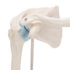 Mini Anatomie Modell Schultergelenk, mit Querschnitt - 3B Smart Anatomy, 1000172 [A86/1], Gelenkmodelle (Small)