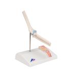 Mini Human Elbow Joint Model with Cross Section, 1000174 [A87/1], Joint Models (Small)
