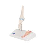 Mini Human Elbow Joint Model with Cross Section, 1000174 [A87/1], Joint Models (Small)