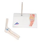 Mini Anatomie Modell Ellenbogengelenk, mit Querschnitt, 1000174 [A87/1], Gelenkmodelle (Small)