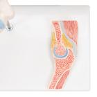 Mini Human Elbow Joint Model with Cross Section, 1000174 [A87/1], Joint Models (Small)