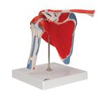 Human Shoulder Joint Model with Rotator Cuff & 4 Removable Muscles, 5 part, 1000176 [A880], Joint Models (Small)