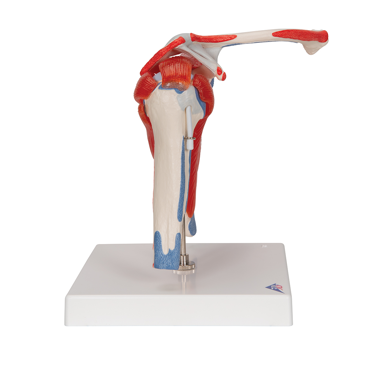 Shoulder Joint Bones Model with Muscle Staining Point Removable Base for School Medical Teaching Display Tool Lab Equipment ZLF Human Joint Anatomical Model 
