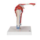 Human Shoulder Joint Model with Rotator Cuff & 4 Removable Muscles, 5 part, 1000176 [A880], Joint Models (Small)