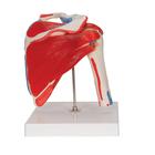 Human Shoulder Joint Model with Rotator Cuff & 4 Removable Muscles, 5 part, 1000176 [A880], Joint Models (Small)