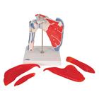Human Shoulder Joint Model with Rotator Cuff & 4 Removable Muscles, 5 part, 1000176 [A880], Joint Models (Small)