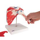 Human Shoulder Joint Model with Rotator Cuff & 4 Removable Muscles, 5 part, 1000176 [A880], Joint Models (Small)