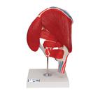 엉덩이 관절(고관절)모형, 근육 탈부착 7-파트 Hip Joint with Removable Muscles, 7 part - 3B Smart Anatomy, 1000177 [A881], 관절 모형