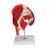 Human Hip Joint Model with Removable Muscles, 7 part - 3B Smart Anatomy, 1000177 [A881], Muscle Models (Small)