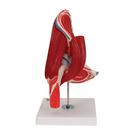 Human Hip Joint Model with Removable Muscles, 7 part, 1000177 [A881], Joint Models (Small)