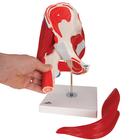 Human Hip Joint Model with Removable Muscles, 7 part, 1000177 [A881], Joint Models (Small)