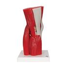 Human Knee Joint Model with Removable Muscles, 12 part, 1000178 [A882], Joint Models (Small)
