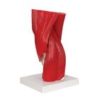 Human Knee Joint Model with Removable Muscles, 12 part, 1000178 [A882], Joint Models (Small)
