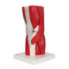 Human Knee Joint Model with Removable Muscles, 12 part, 1000178 [A882], Joint Models (Small)