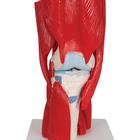 Human Knee Joint Model with Removable Muscles, 12 part, 1000178 [A882], Joint Models (Small)
