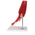 Human Elbow Joint Model with Removable Muscles, 8 parts, 1000179 [A883], Joint Models (Small)