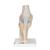 膝关节切面模型，3部分组成 - 3B Smart Anatomy, 1000180 [A89], 关节模型 (Small)