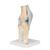Sectional Human Knee Joint Model, 3 part - 3B Smart Anatomy, 1000180 [A89], Joint Models (Small)